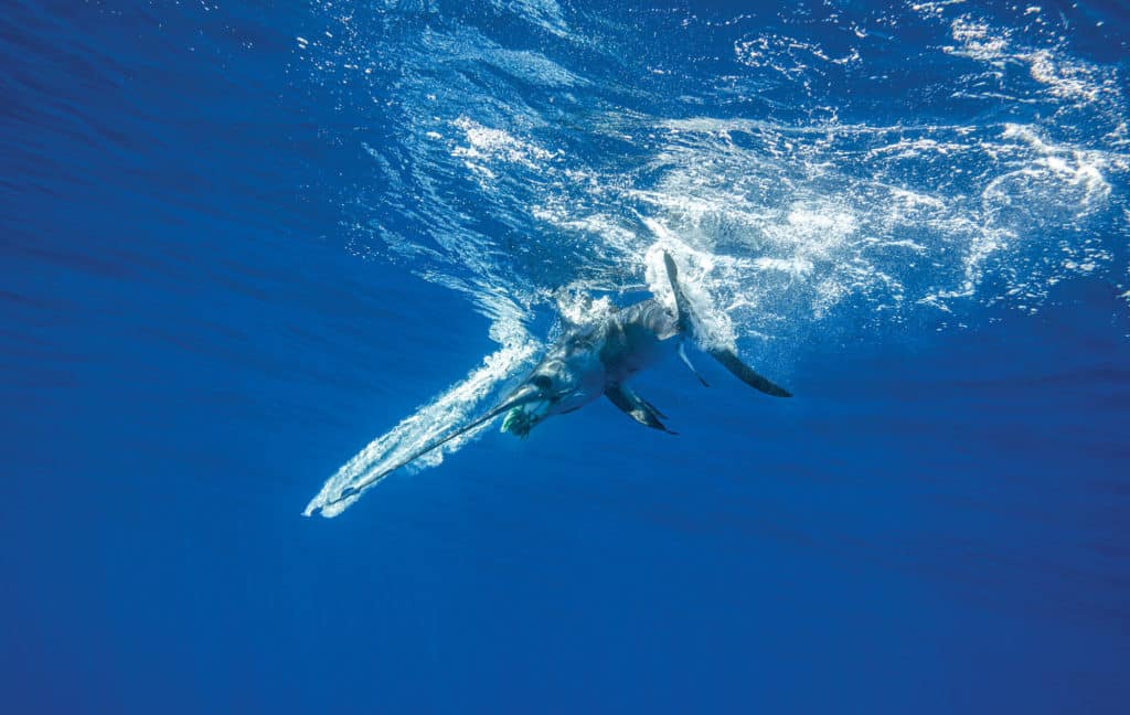 Tagged swordfish