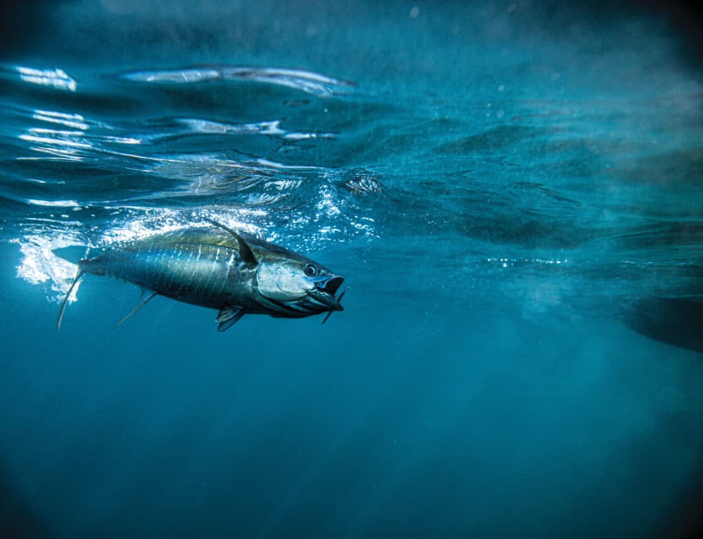 Large yellowfin tuna underwater
