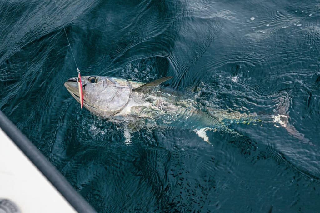 Tuna caught below surface