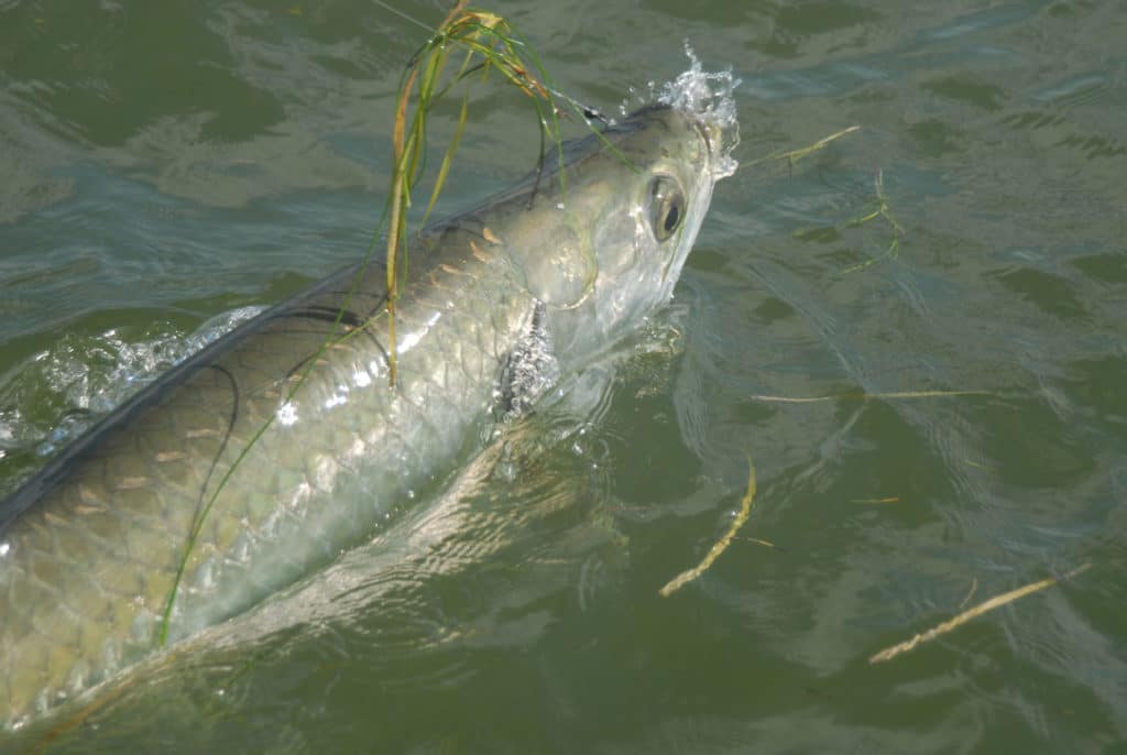 Tarpon Fishing in Florida