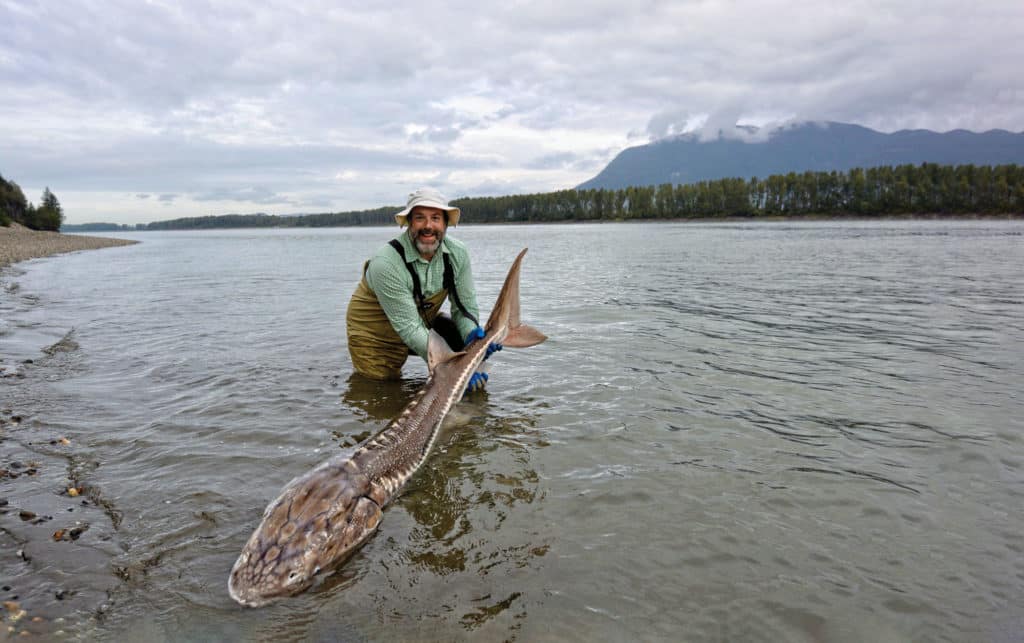 Giant white sturgeon in the river