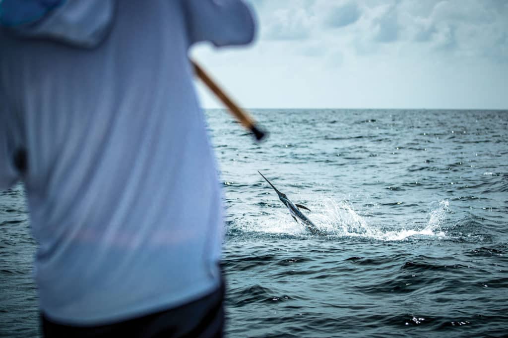 Sailfish jumping out of the water