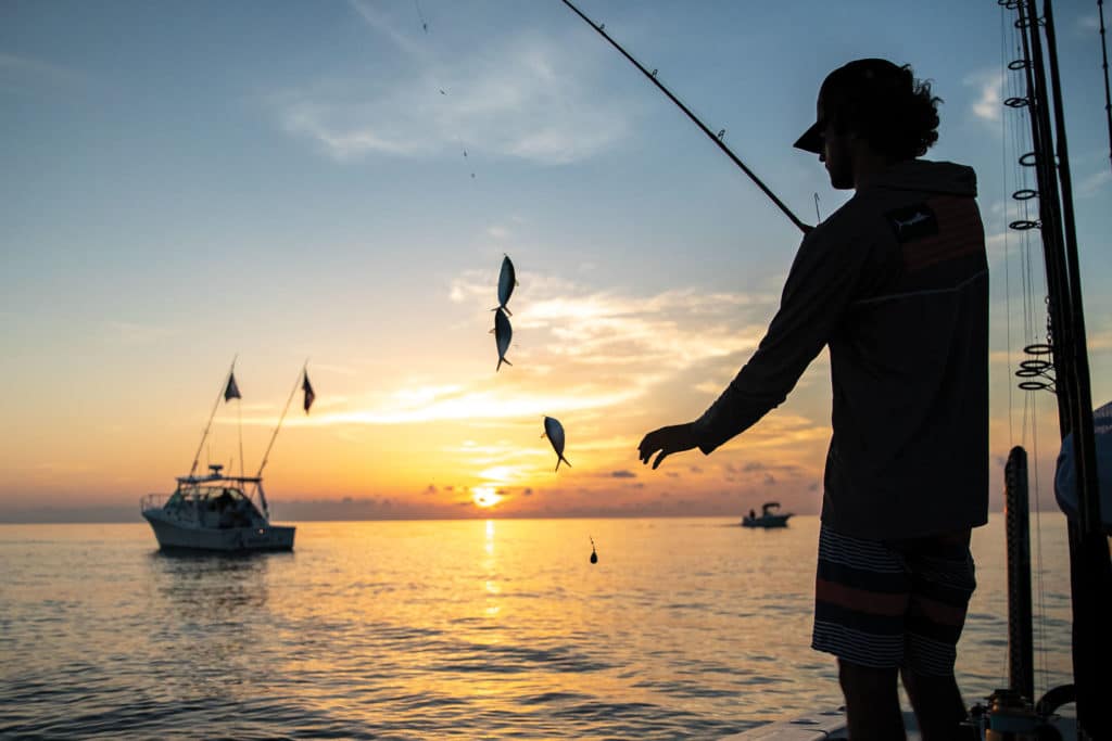 Sabiki rig used for gathering live bait