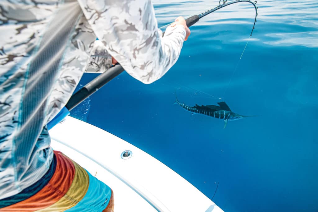 Catching sailfish using live bait