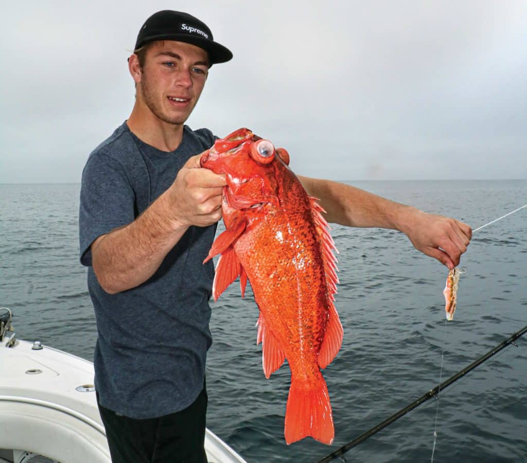 Rockfish caught on a dropper rig