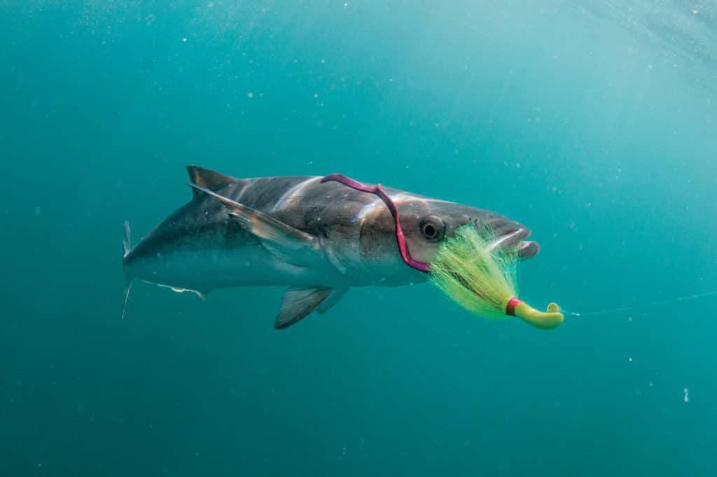 Cobia caught on a jig