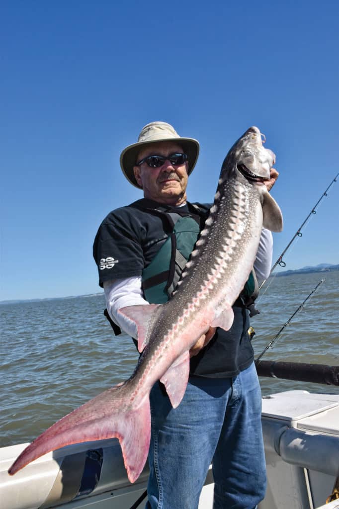Large white sturgeon held up on a boat