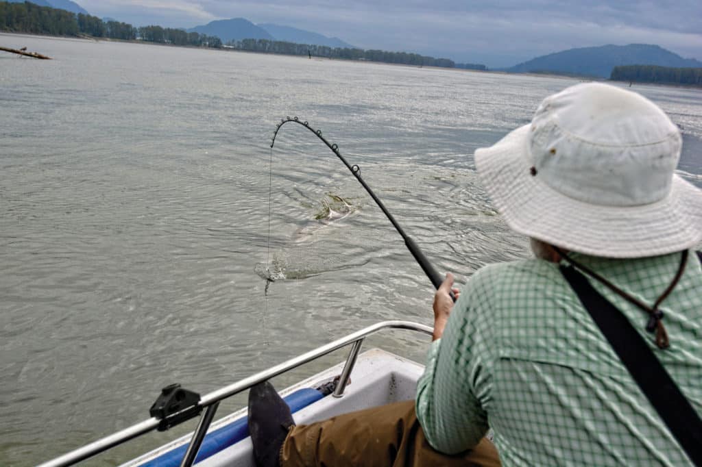 Big sturgeon bending the rod