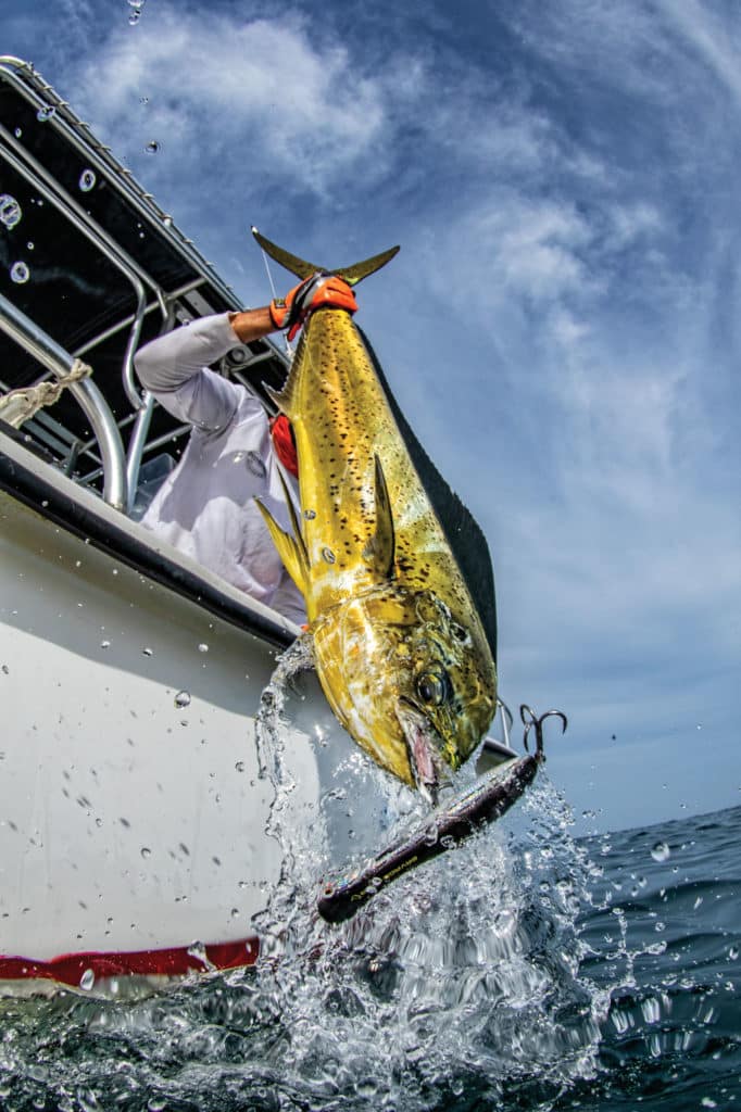 Dolphin caught on a popper