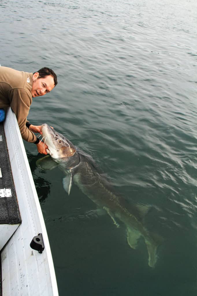 Releasing a white sturgeon