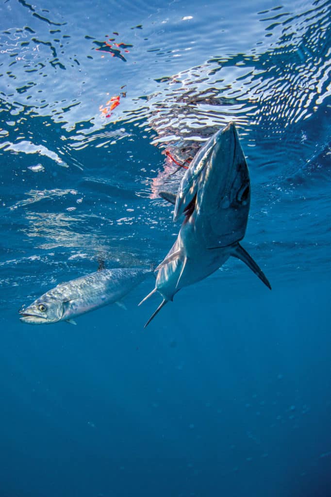 Big kingfish in the Gulf