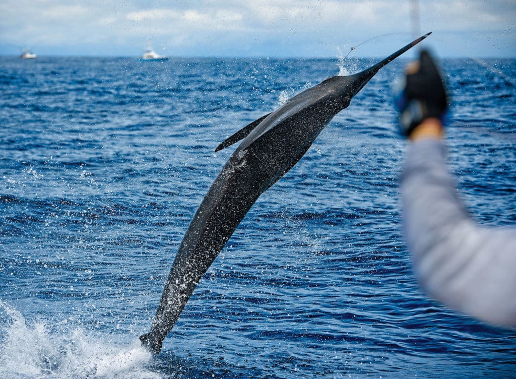 Blue marlin in the Gulf