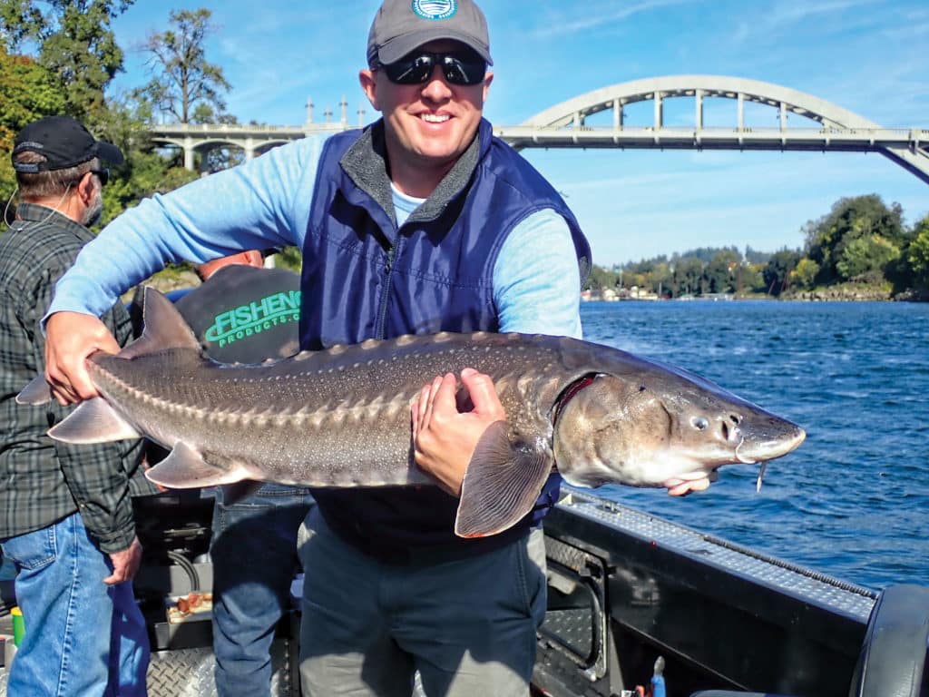 Sturgeon hoisted on a boat