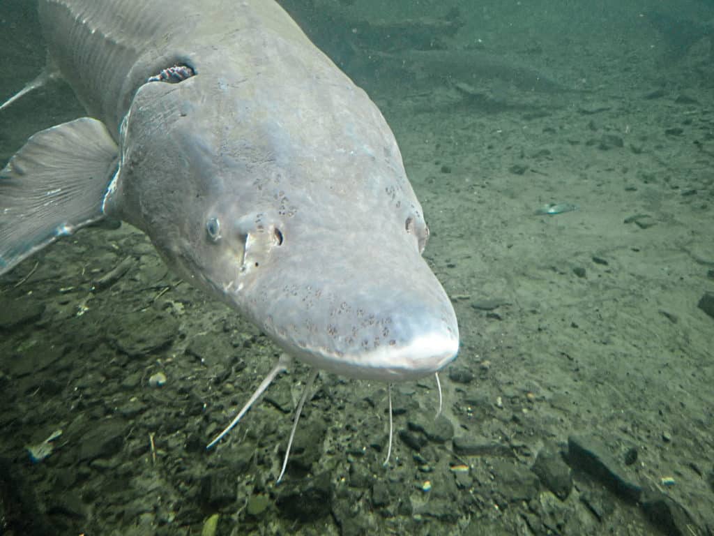 Sturgeon underwater in a river