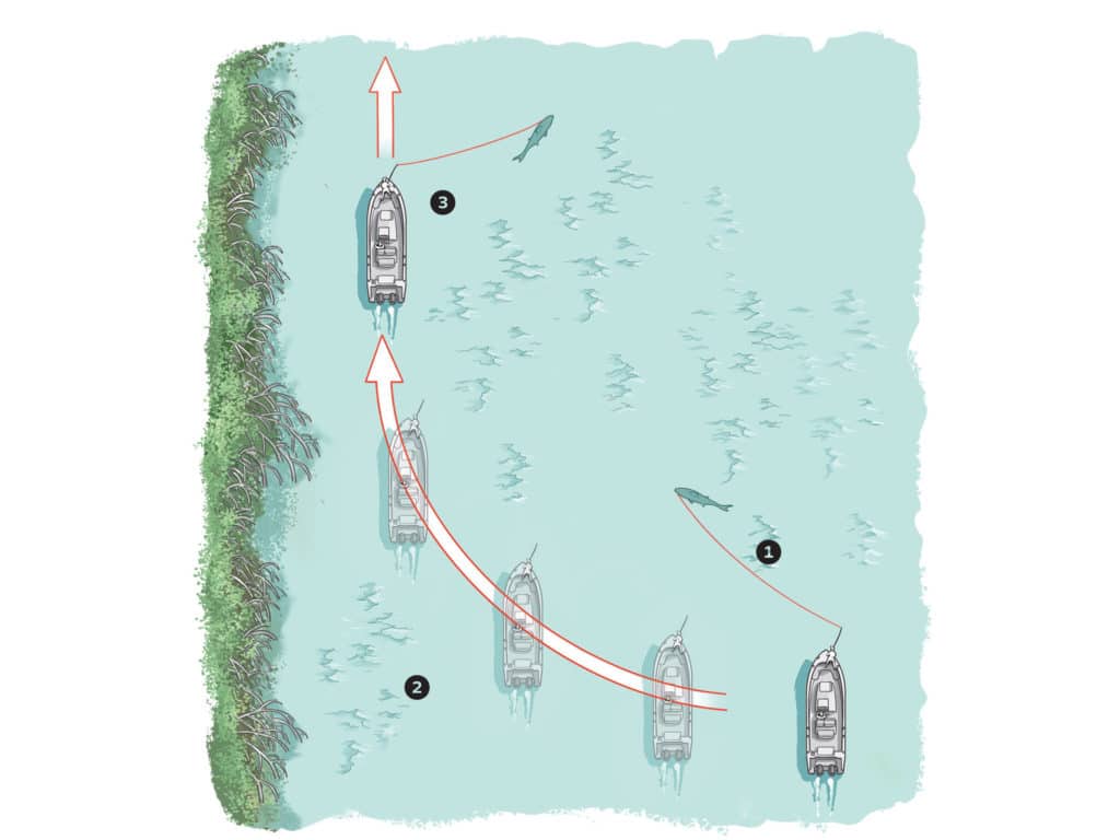 Diagram of fighting fish inshore