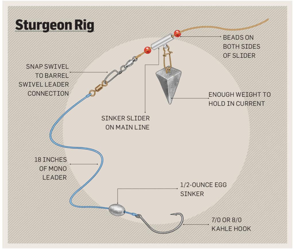 Rig for catching sturgeon