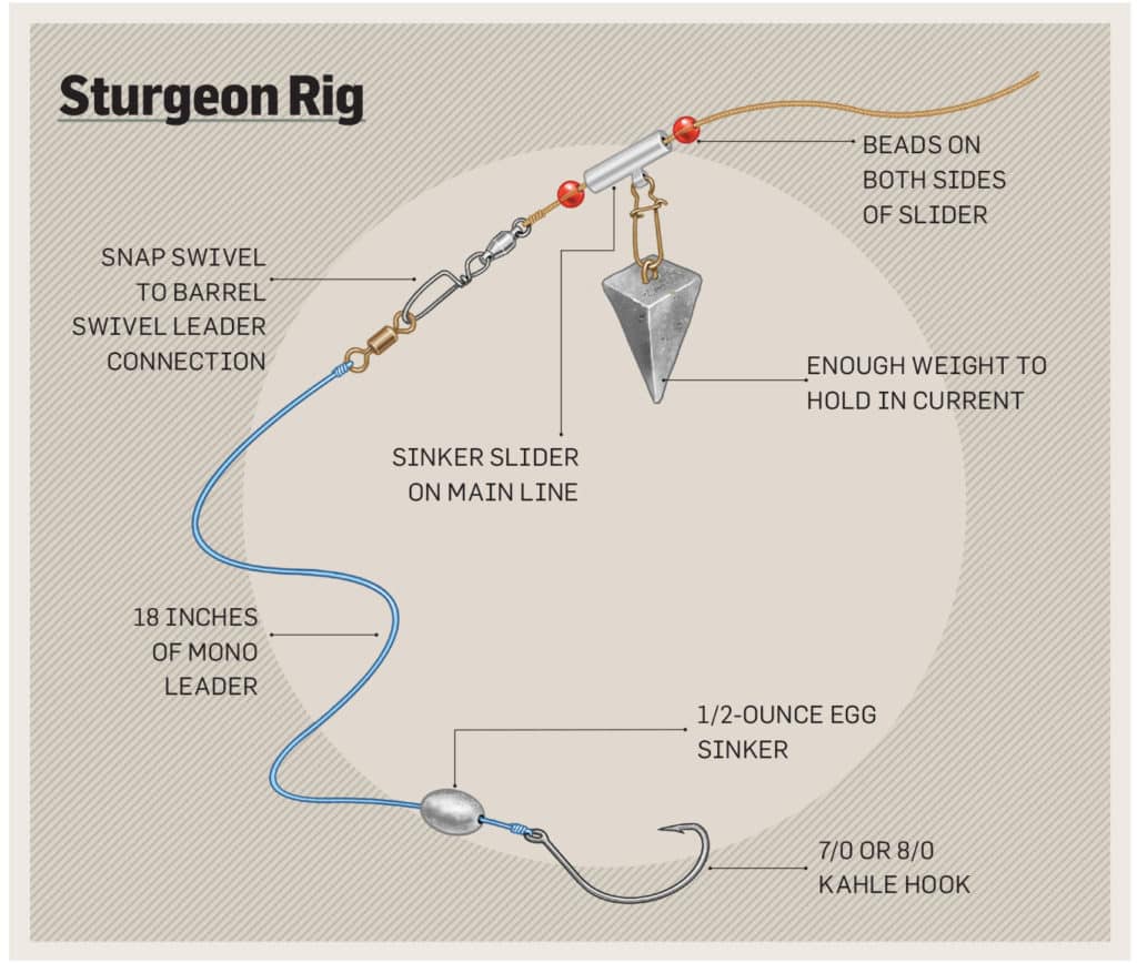 How to Catch White Sturgeon