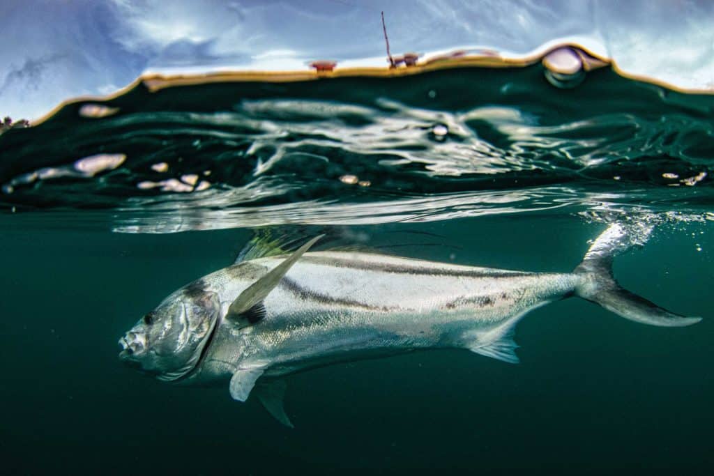 Roosterfish just under the surface