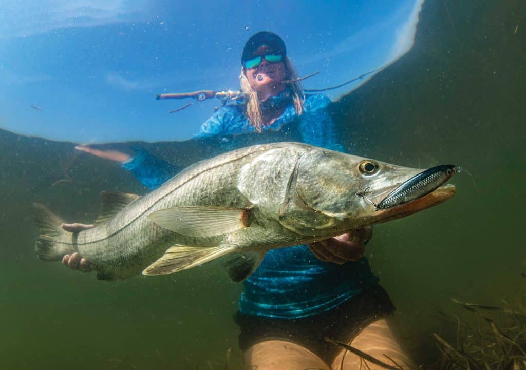 Snook caught on topwater