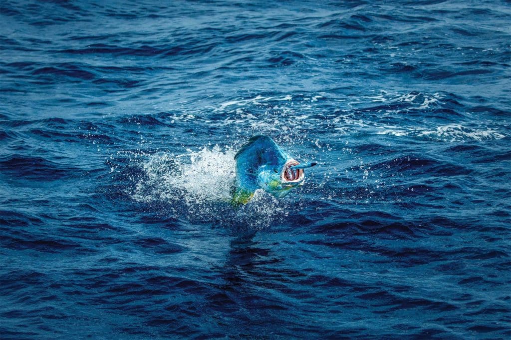 Dolphin chasing a topwater lure