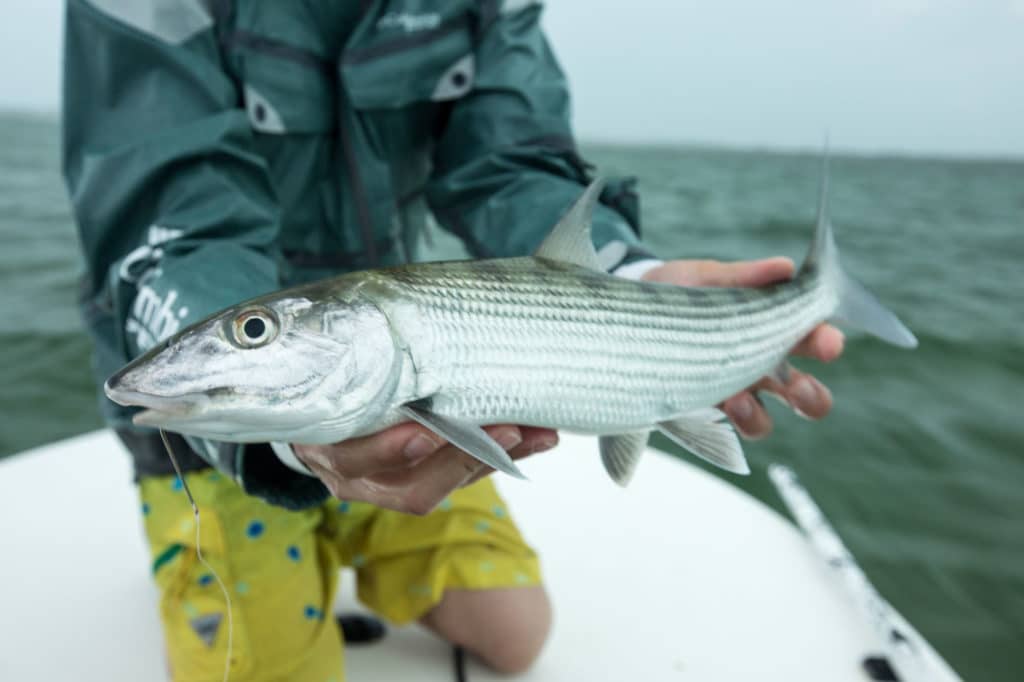 Bonefish caught in the Florida Keys