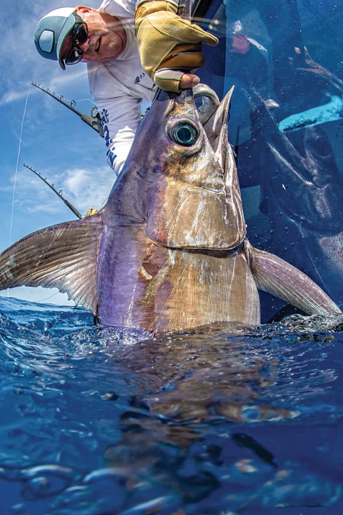Large SoCal swordfish
