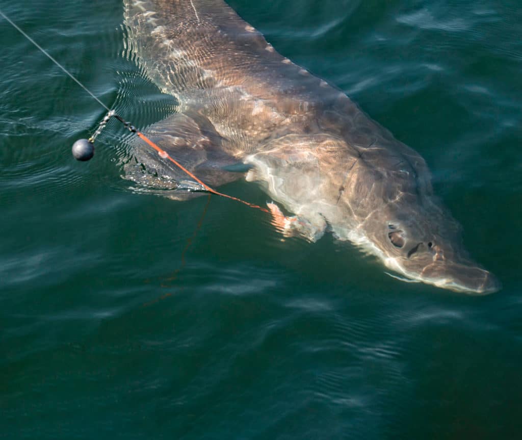 Sturgeon on the hook