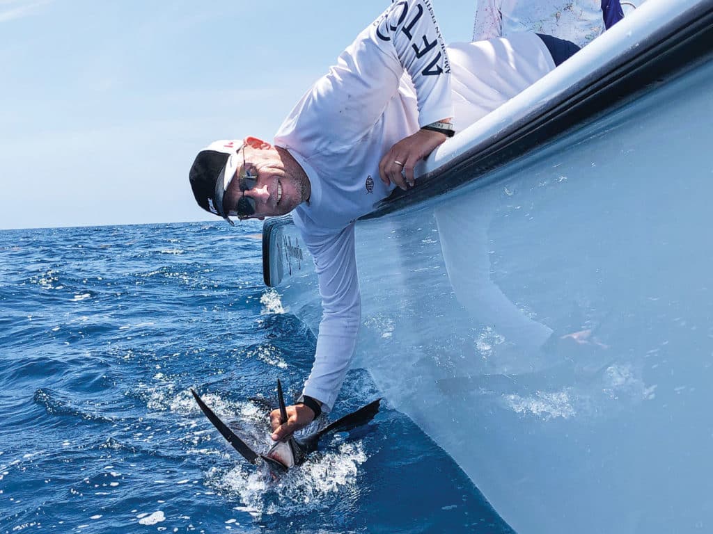 Billfish being released