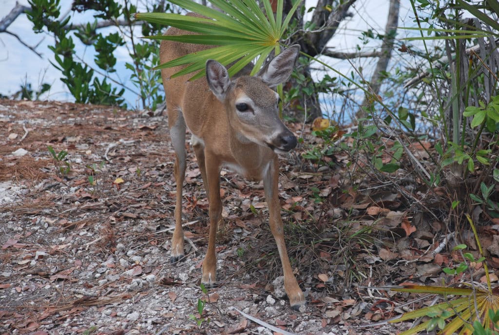 Key deer on the beach