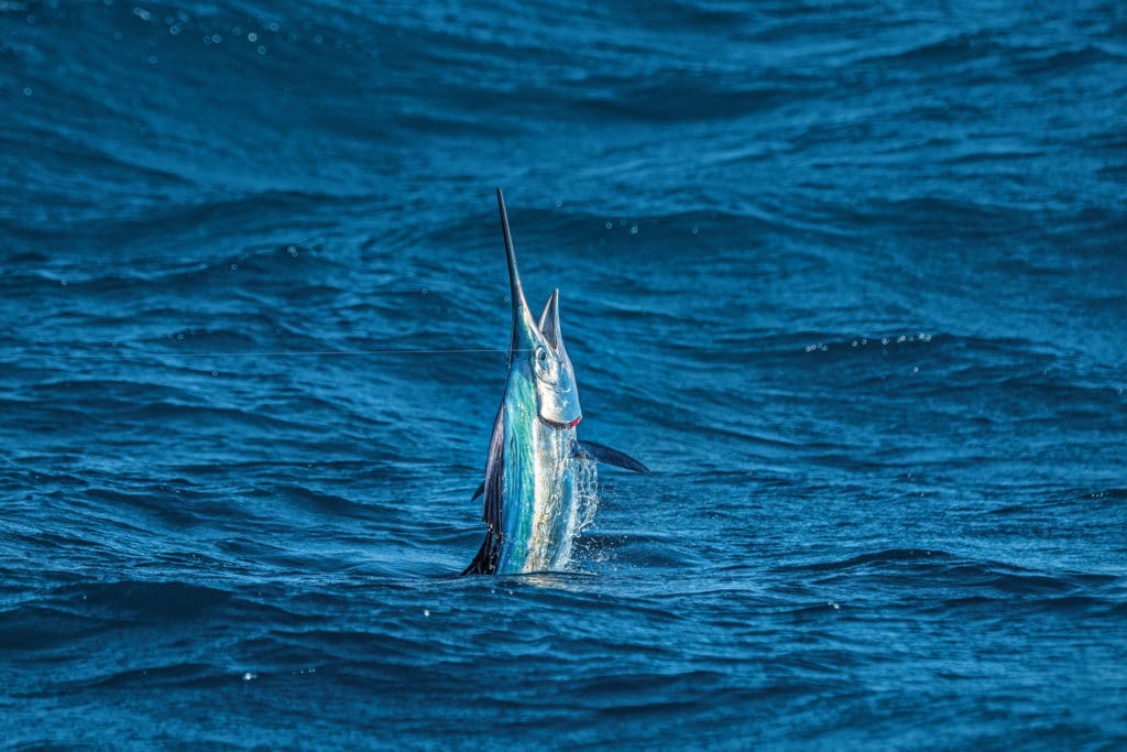 Sailfish jumping out of the water