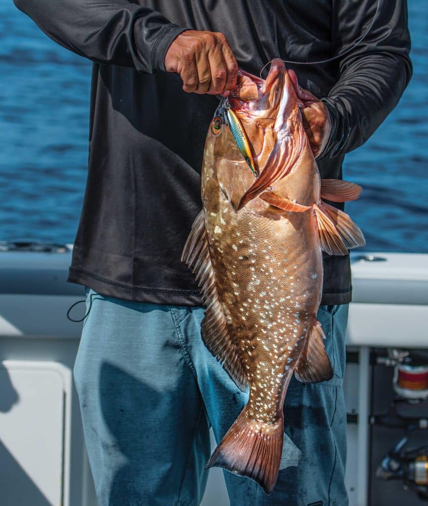 Large red grouper caught on a lure