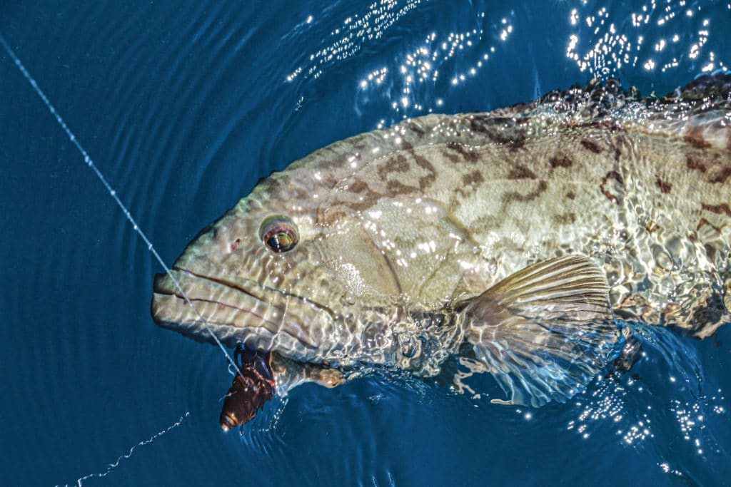 Gag grouper caught on the bottom