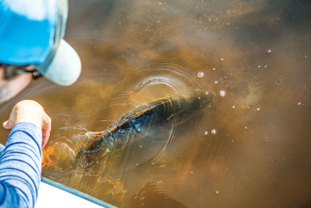 Releasing a fish in muddy water