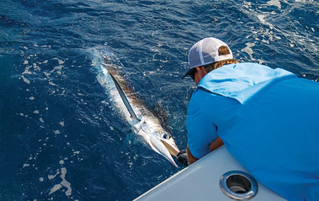 Large fish reeled to the boat