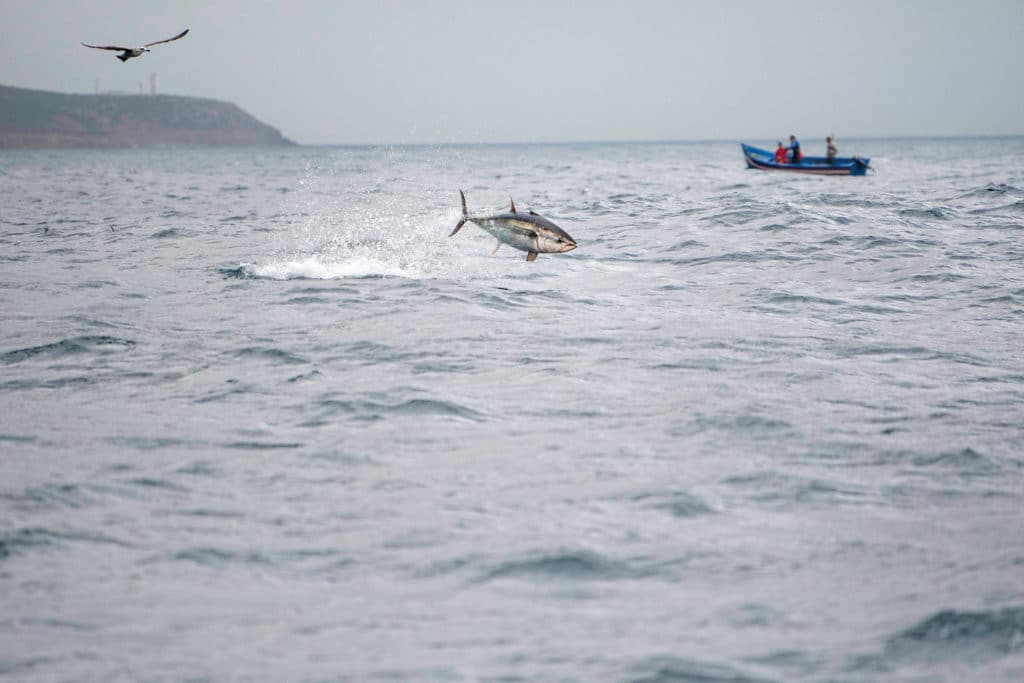 Tuna jumping out of the water