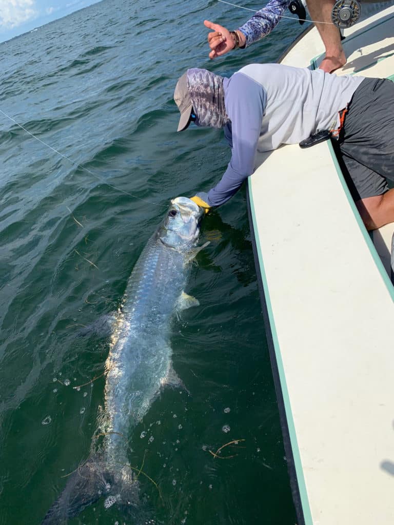 Large tarpon boatside