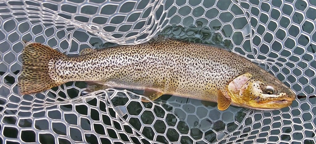 Freshwater trout caught in saltwater