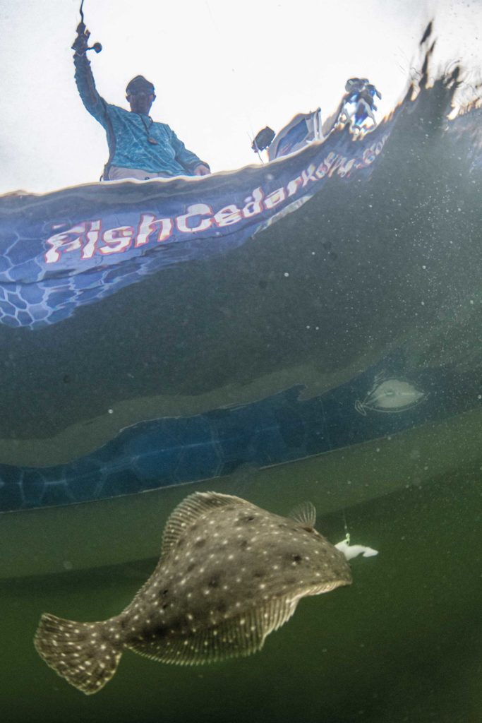 Flounder brought to the boat