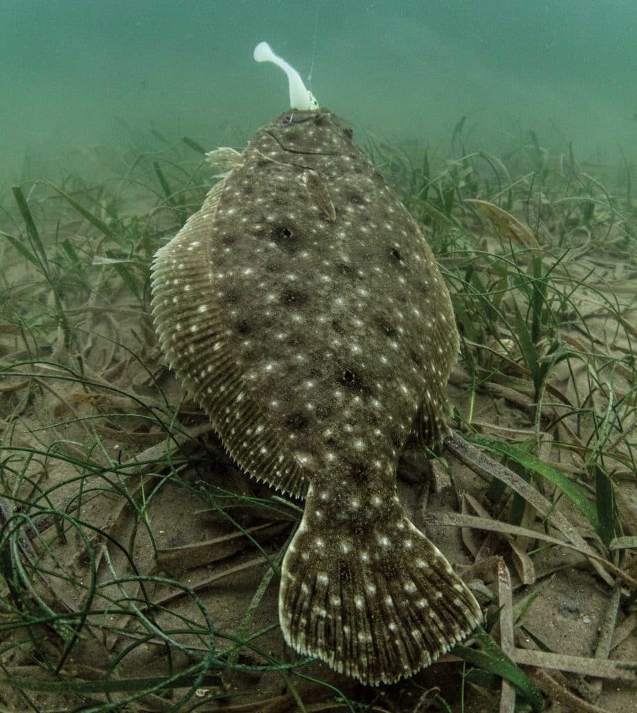 Flounder on the bottom