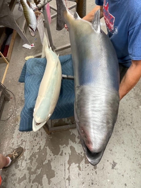 Giant king salmon taxidermy mount