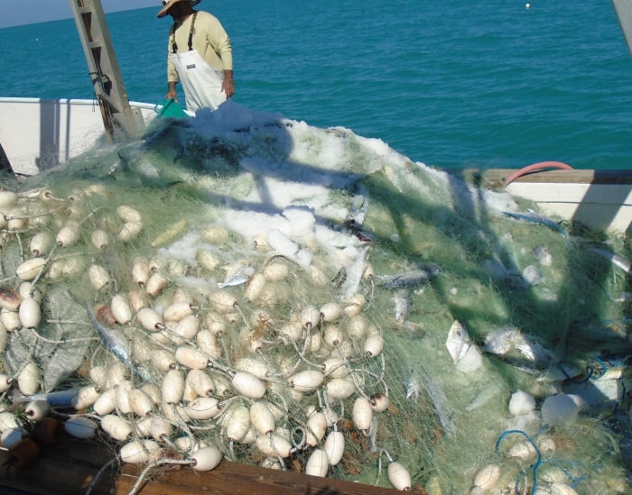 Gill net full of pompano