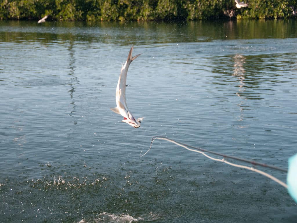 Baby tarpon caught on fly