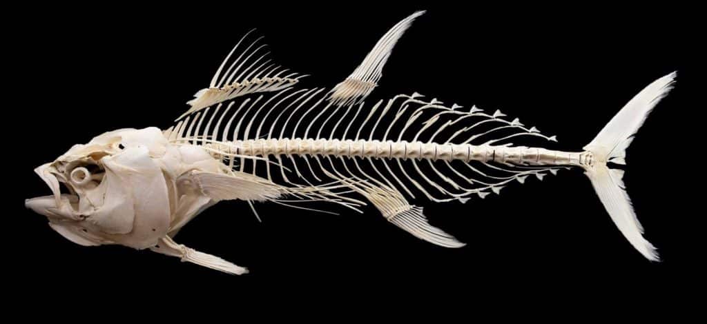 Bluefin tuna skeleton mount