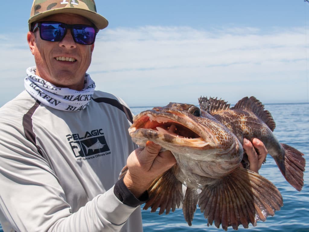 Lingcod caught on a lure