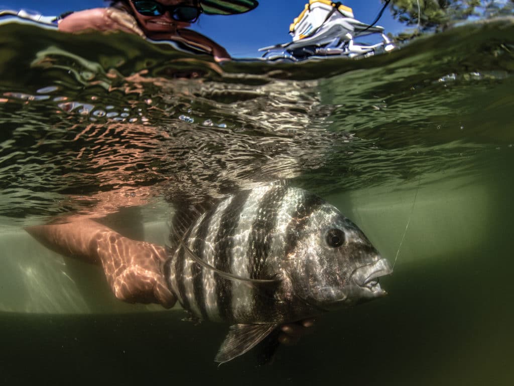 Sheepshead being released