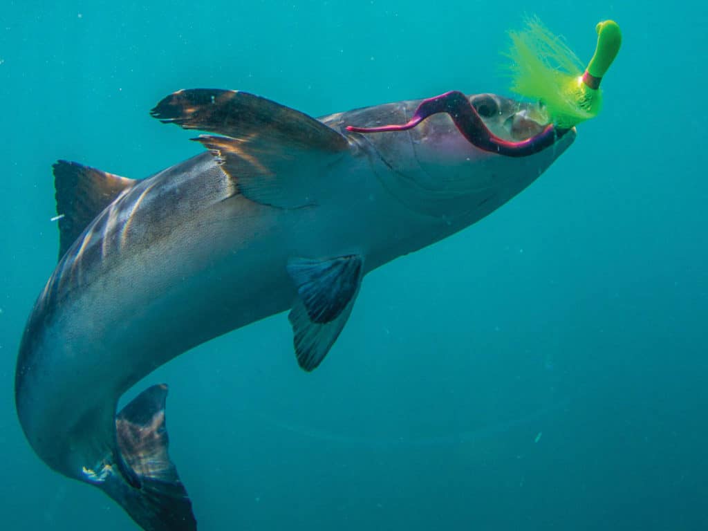 Cobia caught using a jig