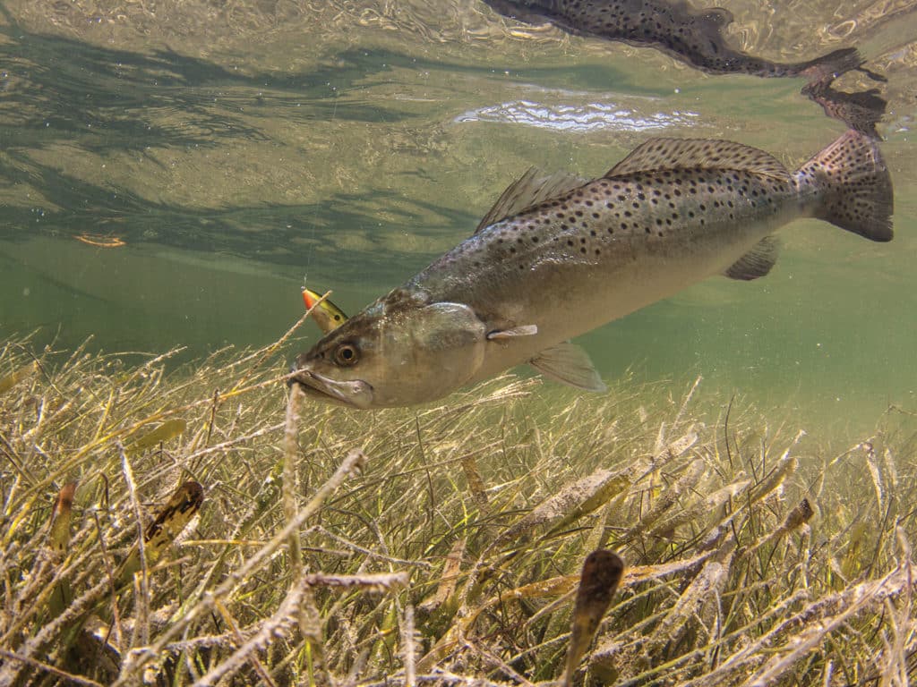 Spotted seatrout on grass flat