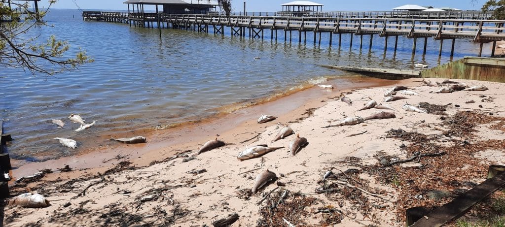Dead redfish on the shore of Mobile Bay