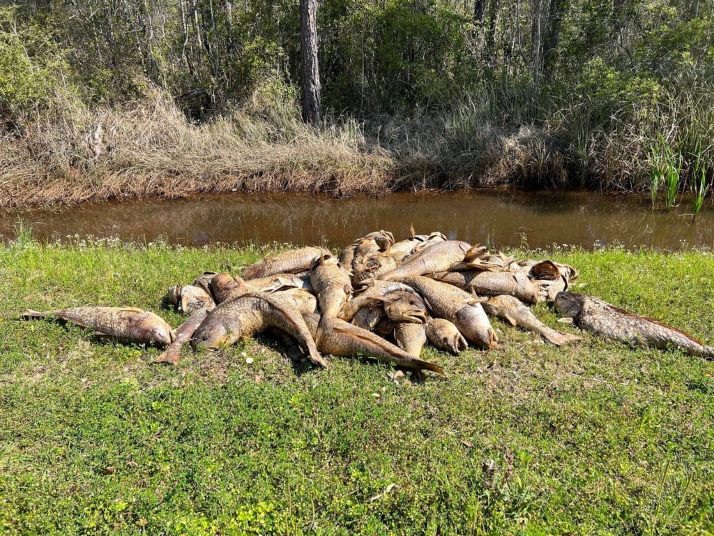 Pile of dead redfish from the Gulf of Mexico