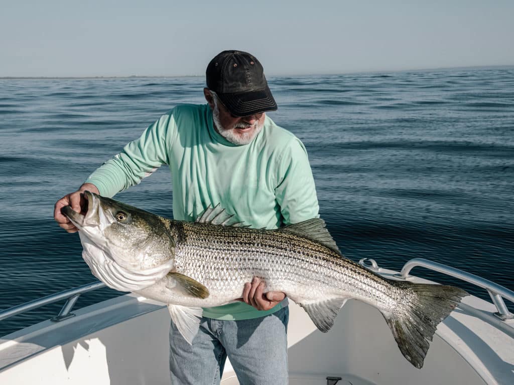 Large striped bass on a boat